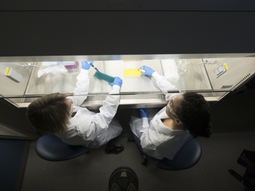 Overhead shot looking down on two women in white lab coats working under lab hood.